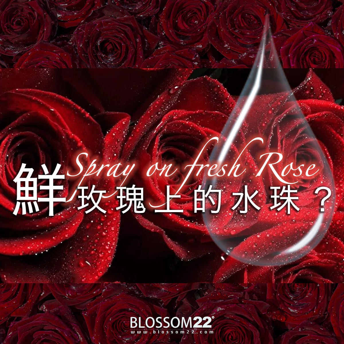 鮮玫瑰花上的水珠?