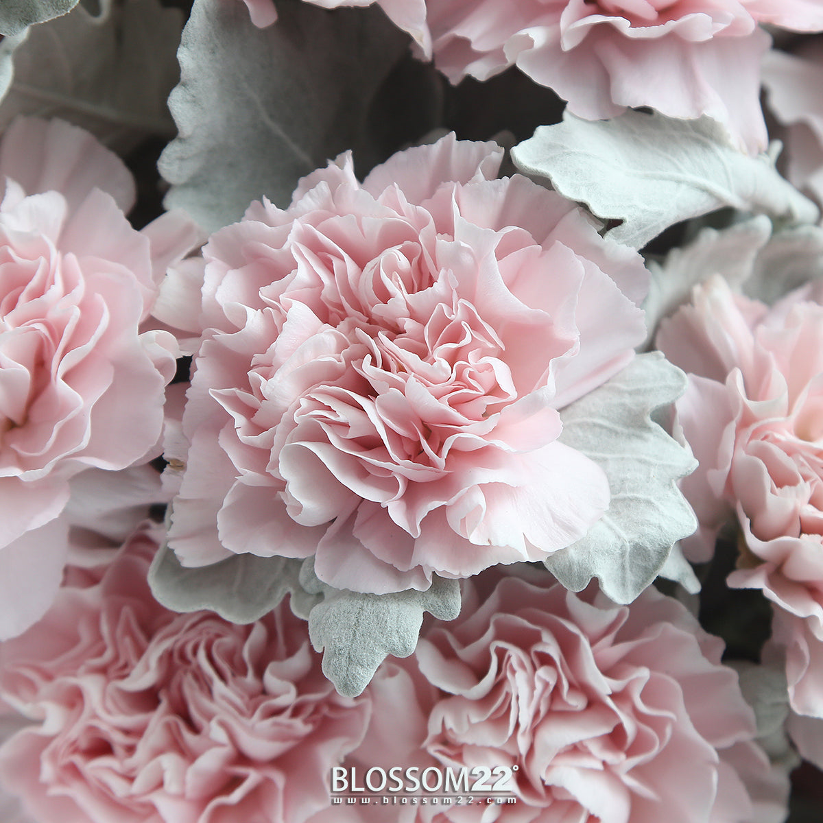 12枝 粉色康乃馨鮮花束|12 Pink Carnation Bouquet