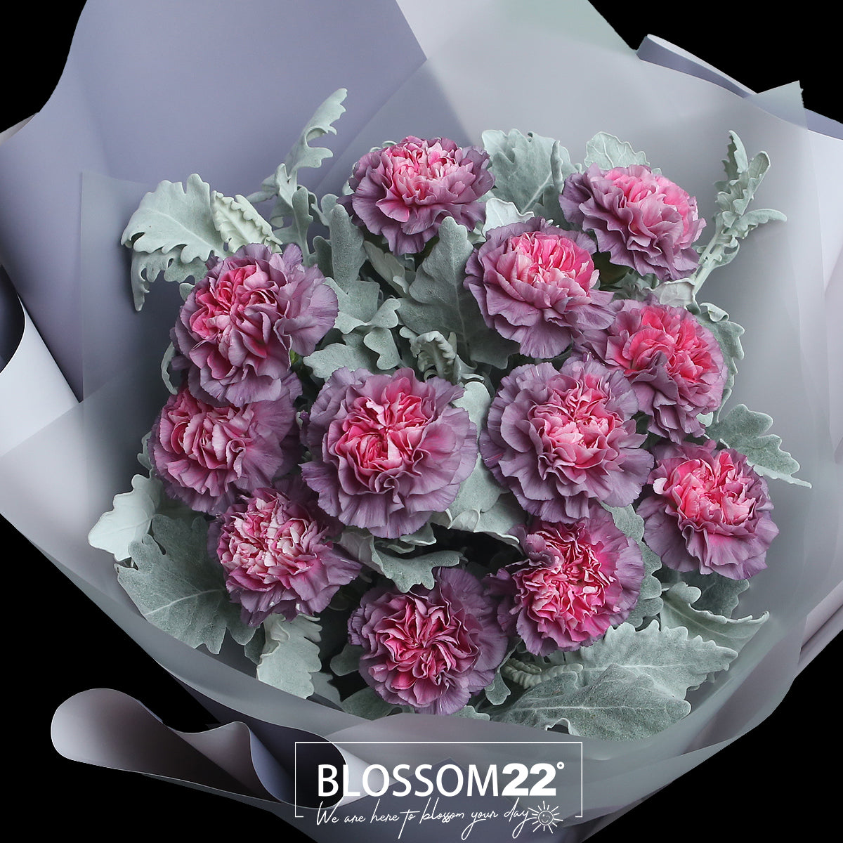 12枝 粉心紫康乃馨鮮花束|12 Dual Tone Purple Carnation Bouquet