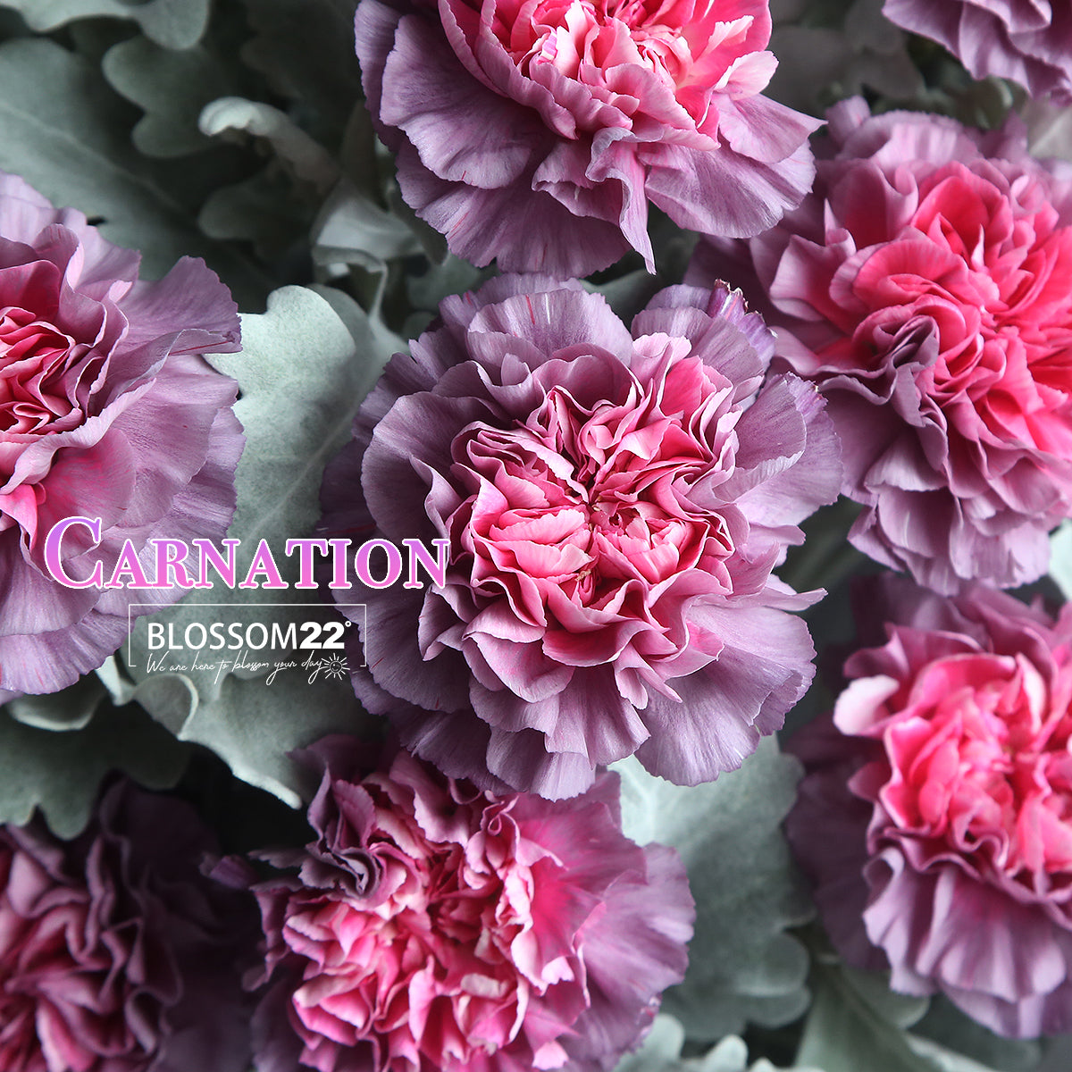 12枝 粉心紫康乃馨鮮花束|12 Dual Tone Purple Carnation Bouquet