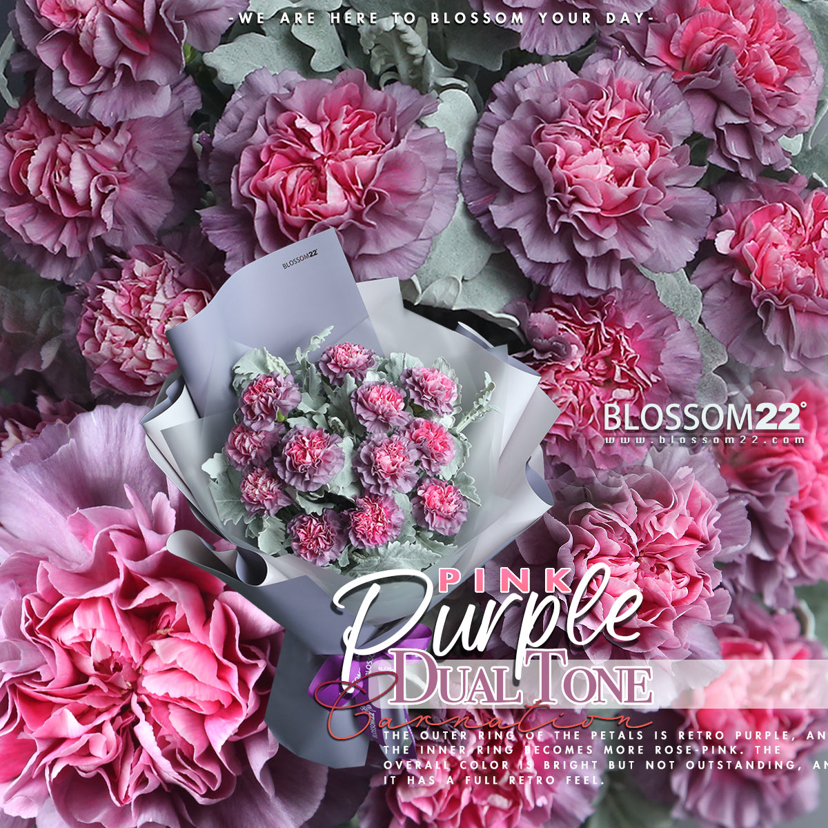 12枝 粉心紫康乃馨鮮花束|12 Dual Tone Purple Carnation Bouquet