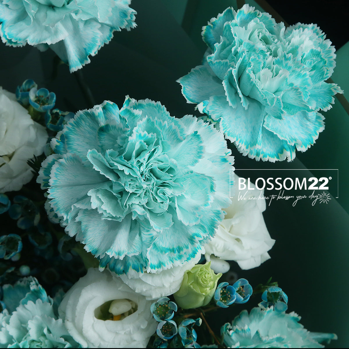 12枝 蒂芬妮藍康乃馨洋桔梗蠟梅花束|12 Tiffany Blue Dyeing Carnation Eustoma Wax Flower bouquet