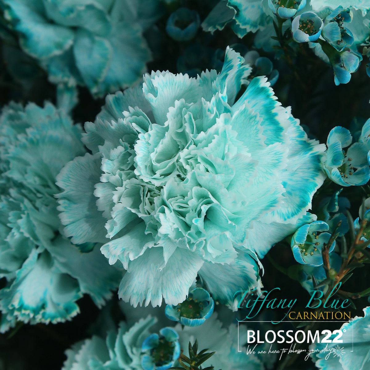 12枝 蒂芬妮藍康乃馨洋桔梗蠟梅花束|12 Tiffany Blue Dyeing Carnation Eustoma Wax Flower bouquet