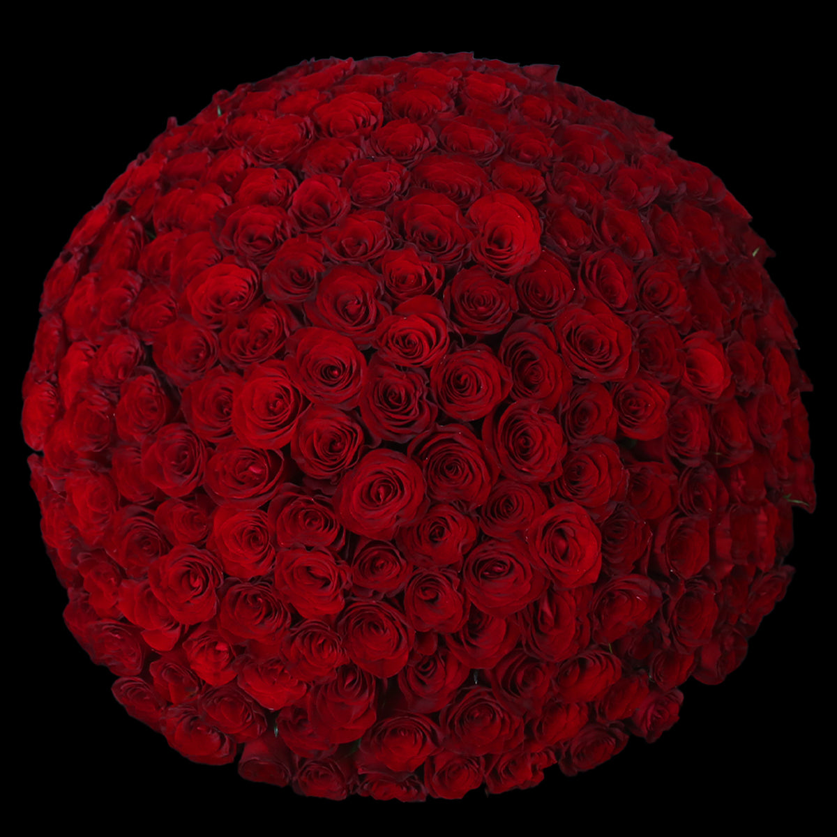 199枝 紅玫瑰求婚花束|199 Red Roses Bouquet