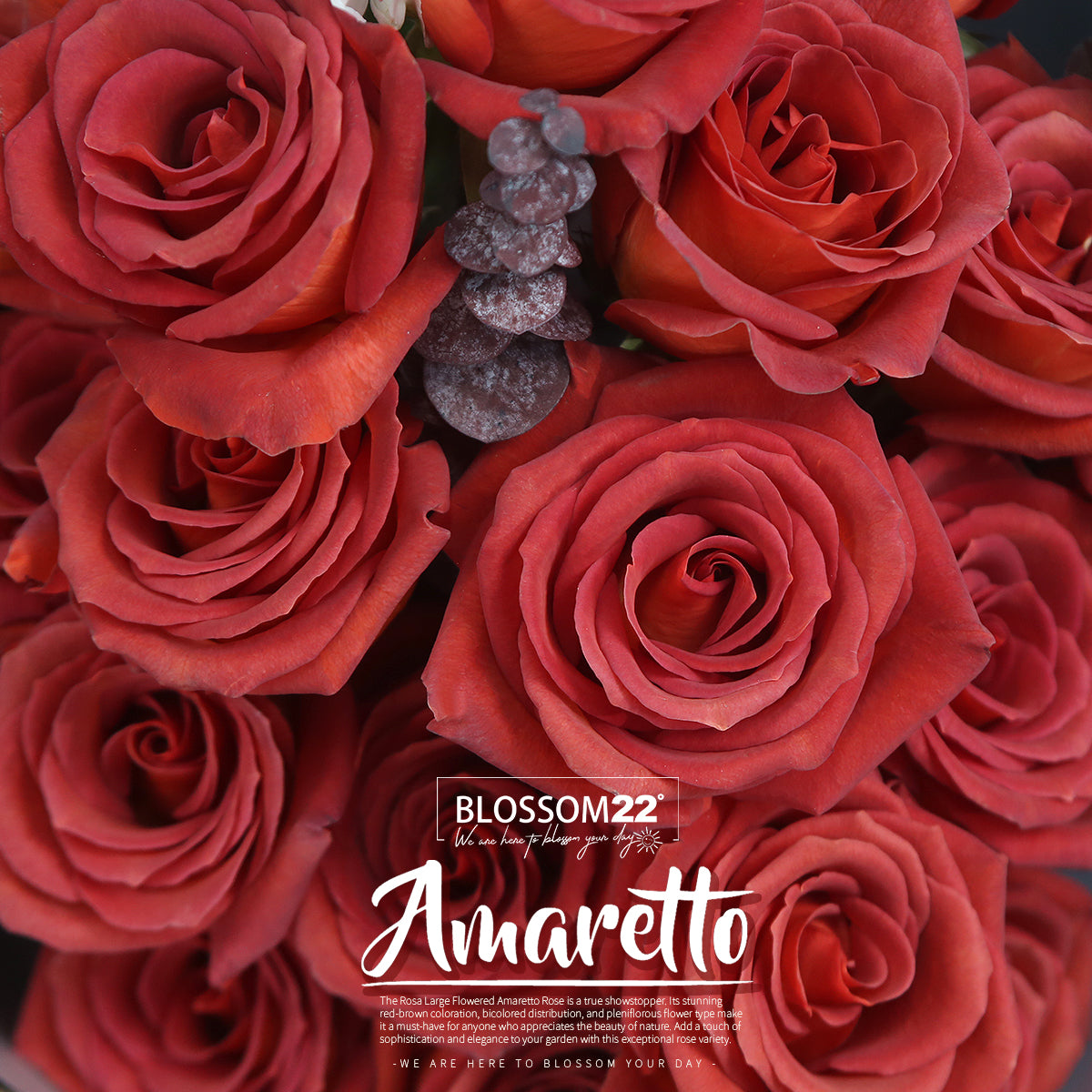 19枝 磚紅玫瑰花束|19 Brick Red Rose Bouquet(19 Amaretto)
