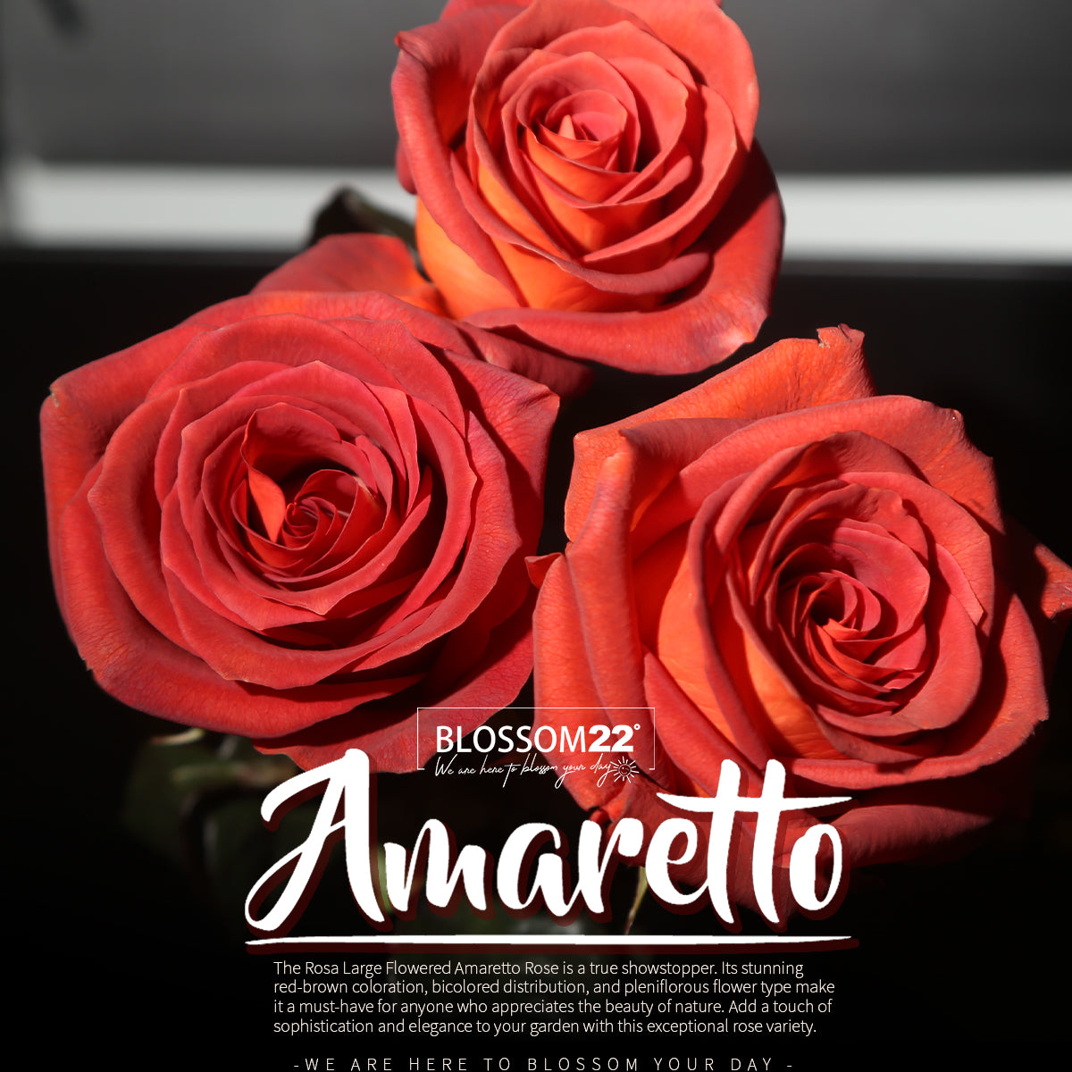 52枝 磚紅玫瑰花束|52 Brick Red  Rose Bouquet (52 Amaretto)