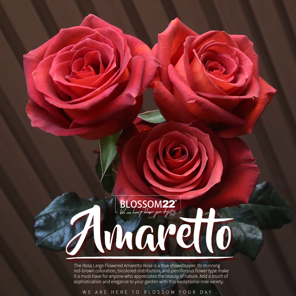 52枝 磚紅玫瑰花束|52 Brick Red  Rose Bouquet (52 Amaretto)