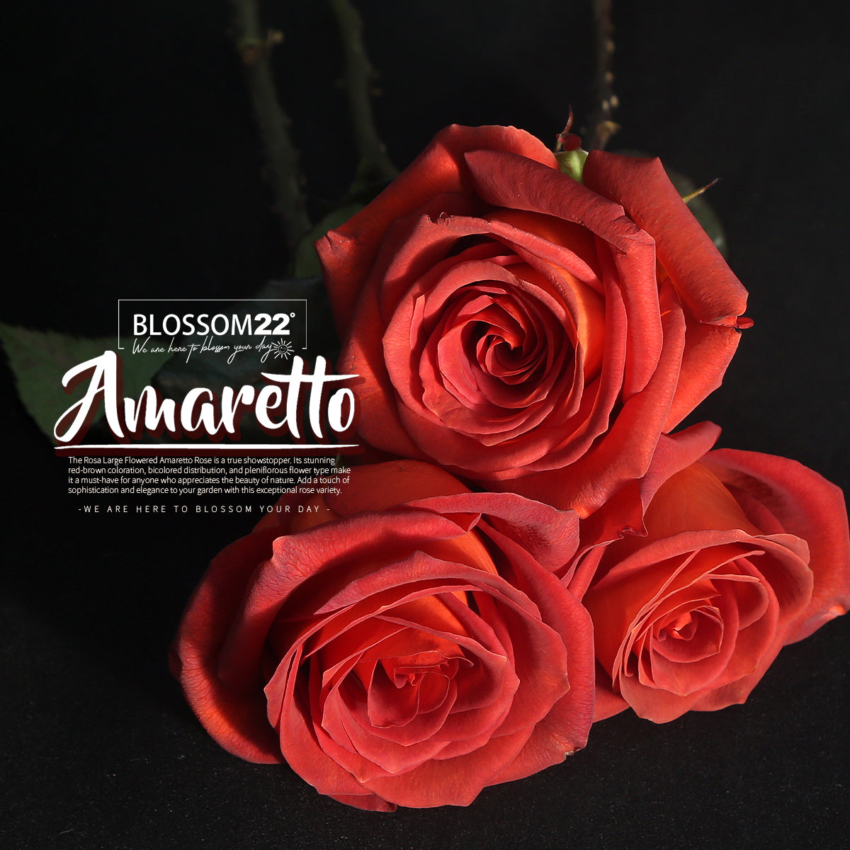 磚紅玫瑰混合花束|Brick Red Rose Combo Bouquet (Amaretto Combo)