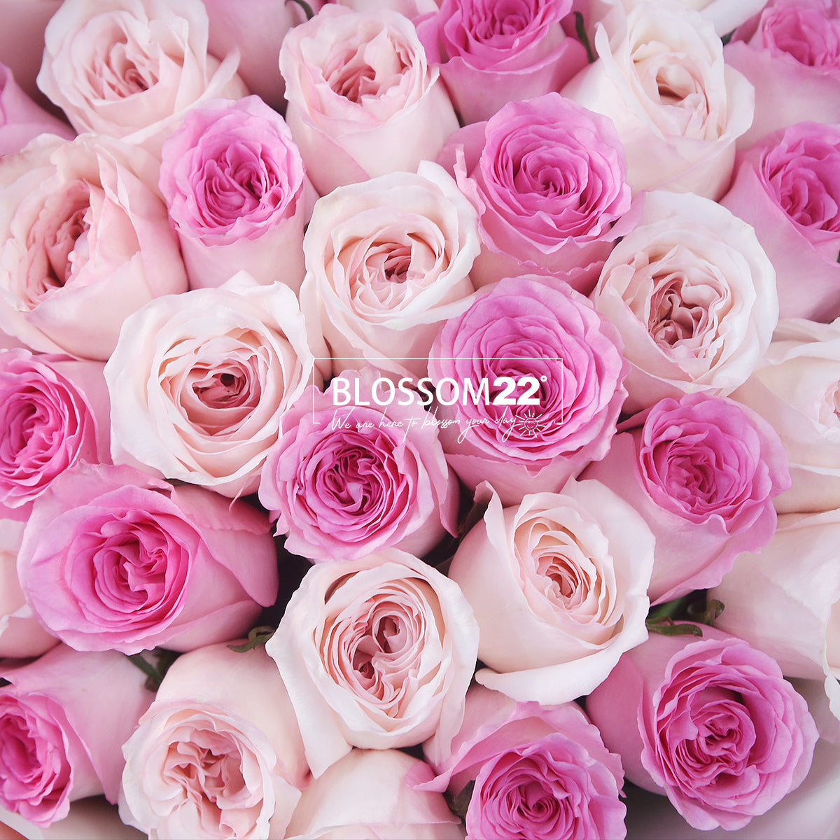 33枝 雙色粉玫瑰花束|33 Two Tone Pink Roses Bouquet