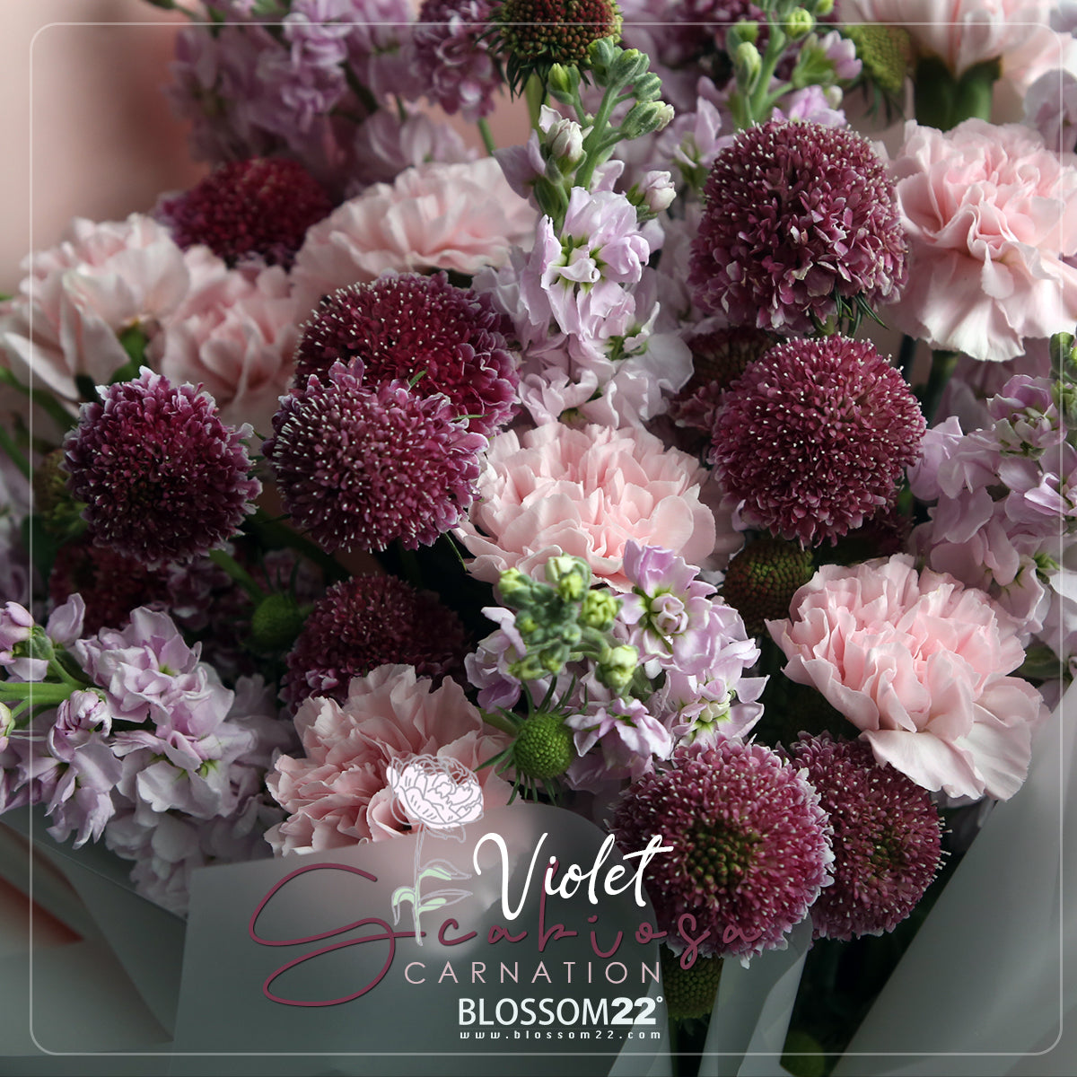 粉康乃馨紫羅蘭松蟲草花束|Pink Carnation Hoary Stock  Scabiosa Bouquet