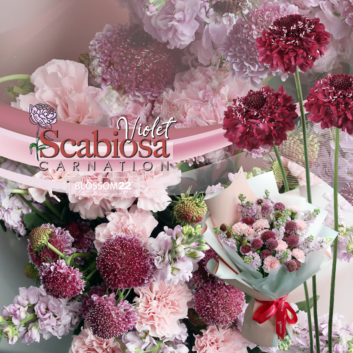 粉康乃馨紫羅蘭松蟲草花束|Pink Carnation Hoary Stock  Scabiosa Bouquet