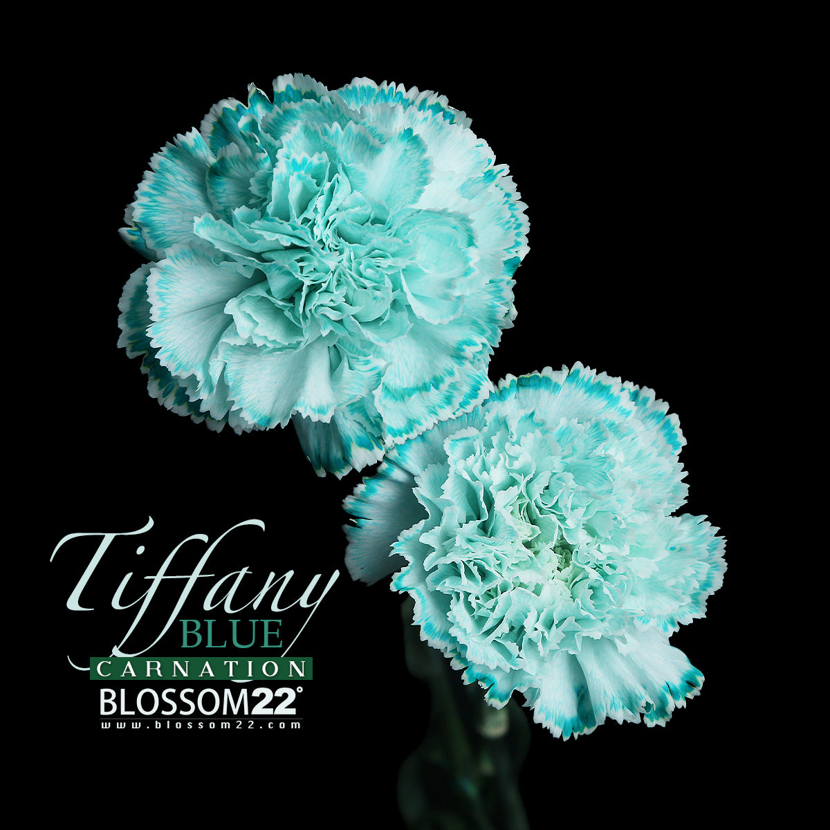 12枝 蒂芬妮藍康乃馨蠟梅花束|12 Tiffany Blue Dyeing Carnation Wax Flower bouquet