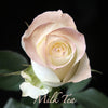 19枝 染色奶茶玫瑰花束｜19 Milk Tea Dyeing Rose bouquet fresh bouquet 鮮花束 BLOSSOM22