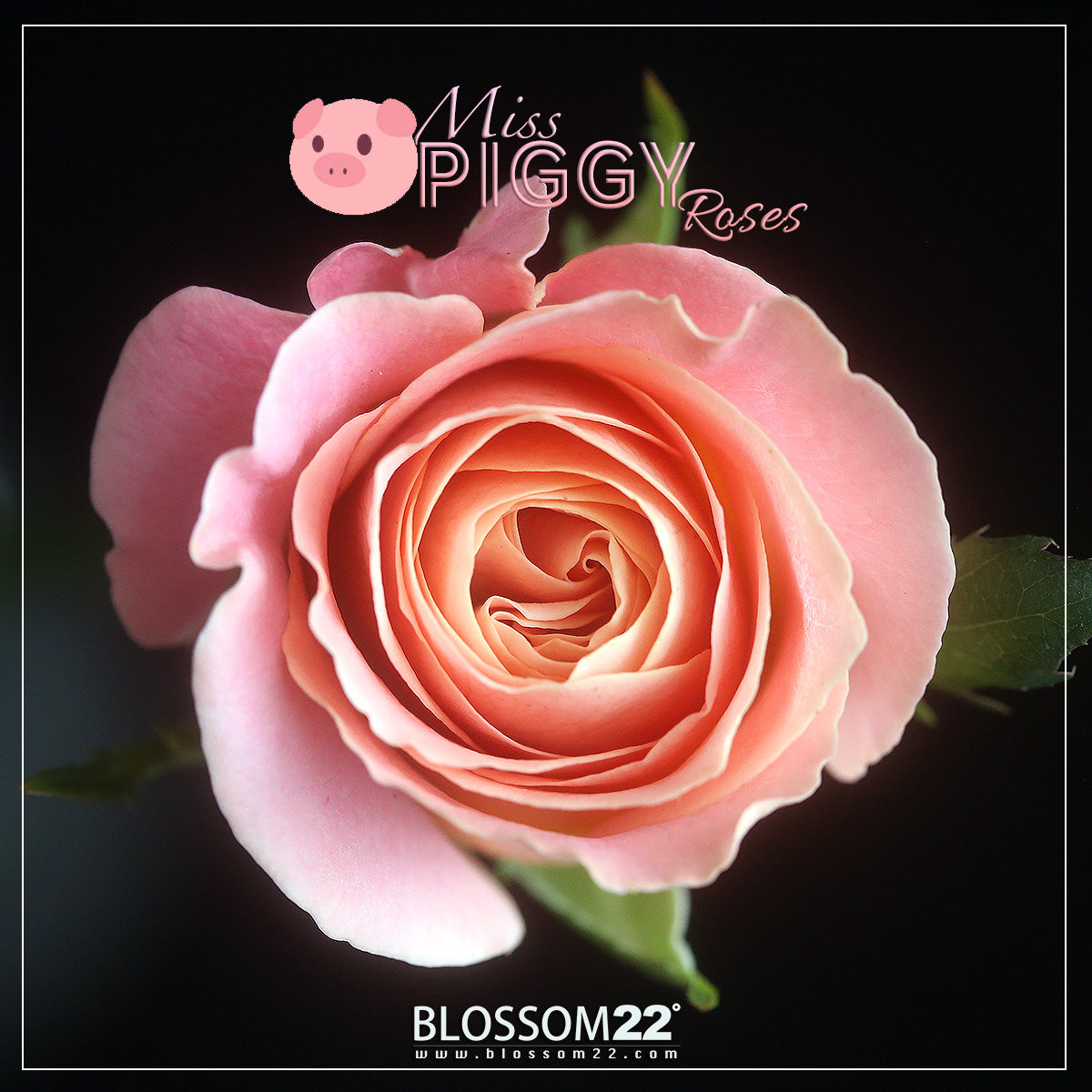 嫩粉玫瑰混丁粉小玫繡球花束|Miss Piggy Roses, Carnation, Mini Roses & Hydrangea (Piggy Love)母親節花 fresh bouquet 鮮花束 BLOSSOM22