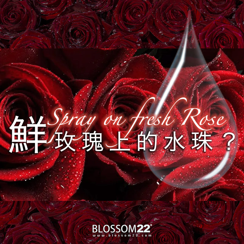 鮮玫瑰花上的水珠？