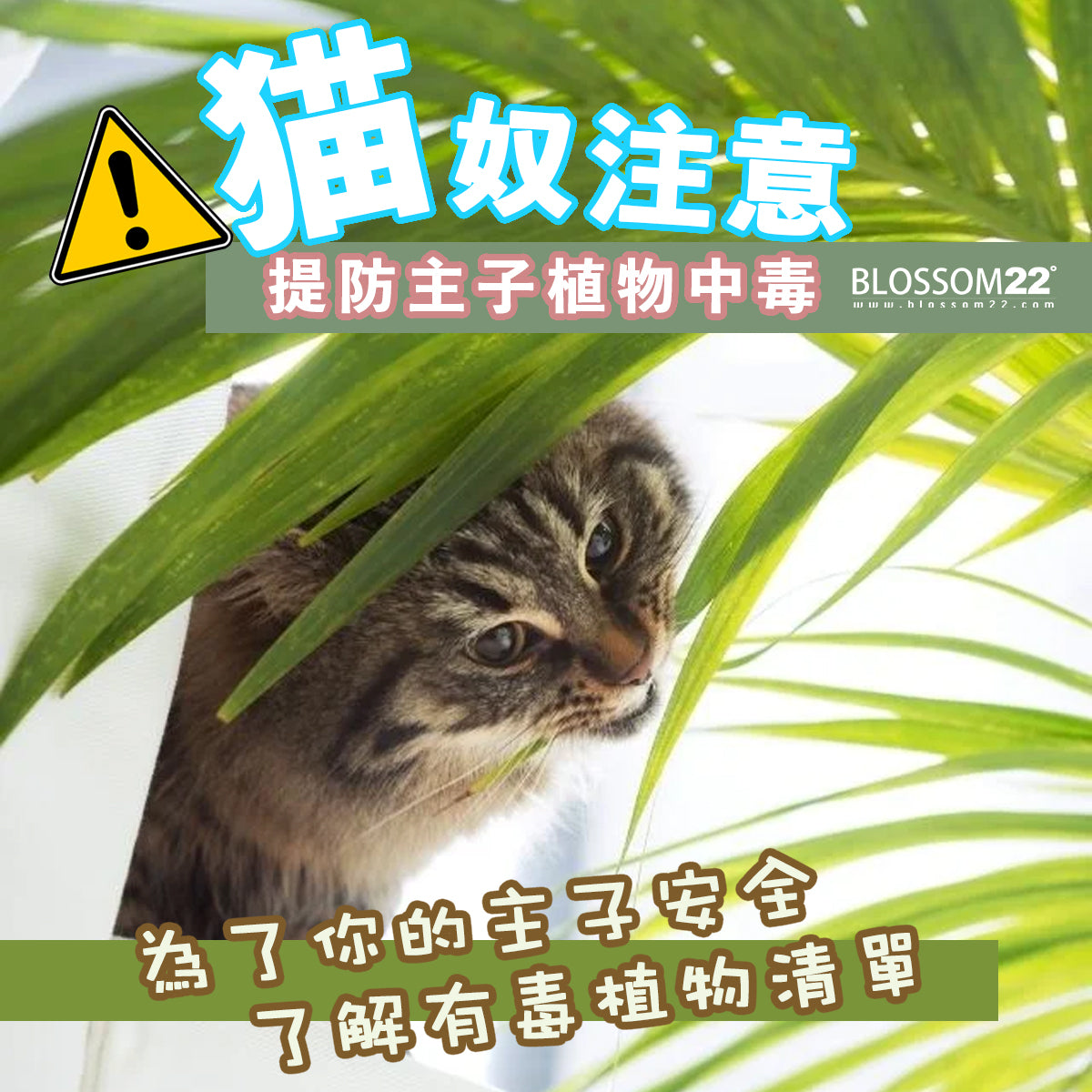 猫奴注意：提防主子植物中毒