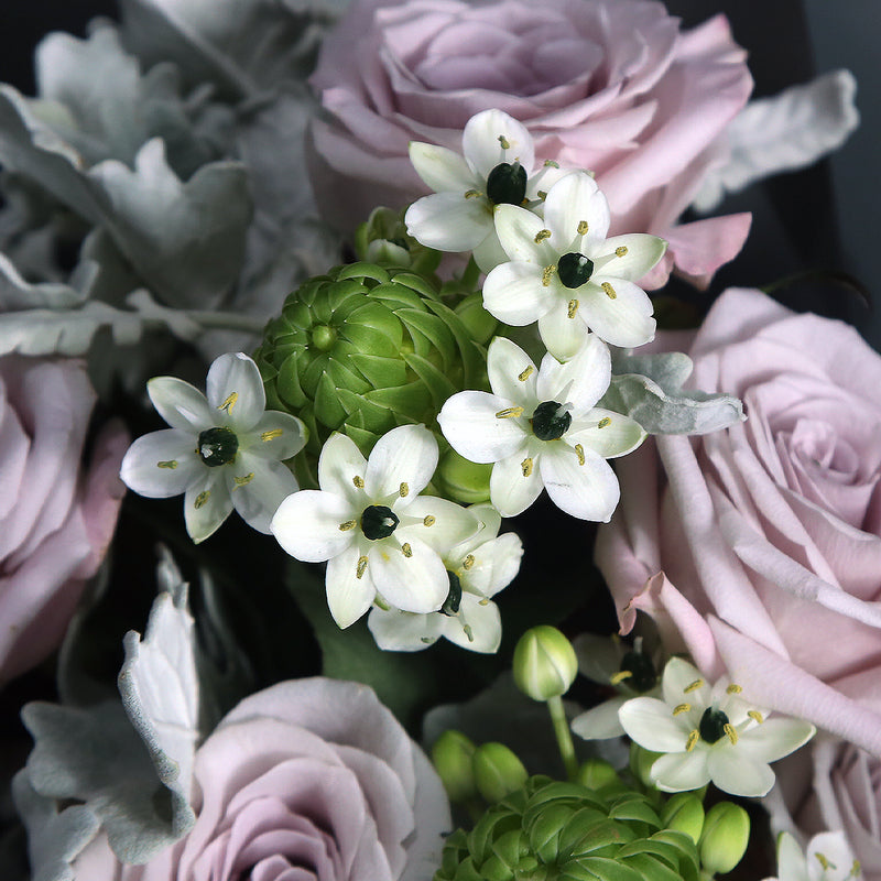 12枝 灰粉玫瑰天鵝絨花束 ｜12 Grey Pink Rose Wonder Flower bouquet (Menta)