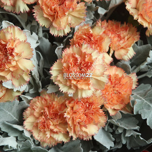12枝 橙色康乃馨鮮花束｜12 Orange Carnation Bouquet