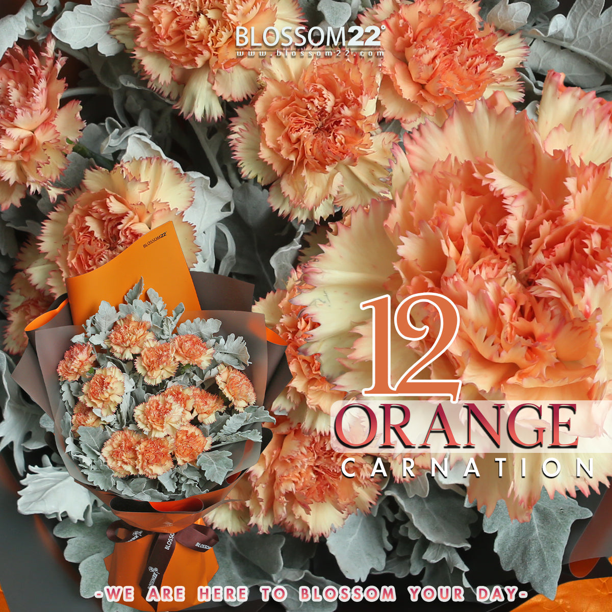 12枝 橙色康乃馨鮮花束｜12 Orange Carnation Bouquet (母親節花束)