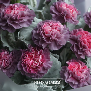 12枝 粉心紫康乃馨鮮花束｜12 Dual Tone Purple Carnation Bouquet