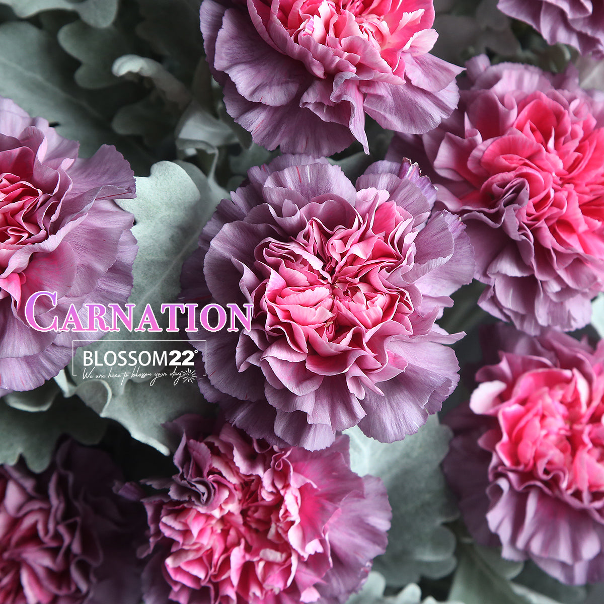 12枝 粉心紫康乃馨鮮花束｜12 Dual Tone Purple Carnation Bouquet