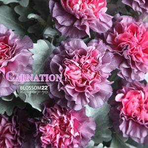 12枝 粉心紫康乃馨鮮花束｜12 Dual Tone Purple Carnation Bouquet