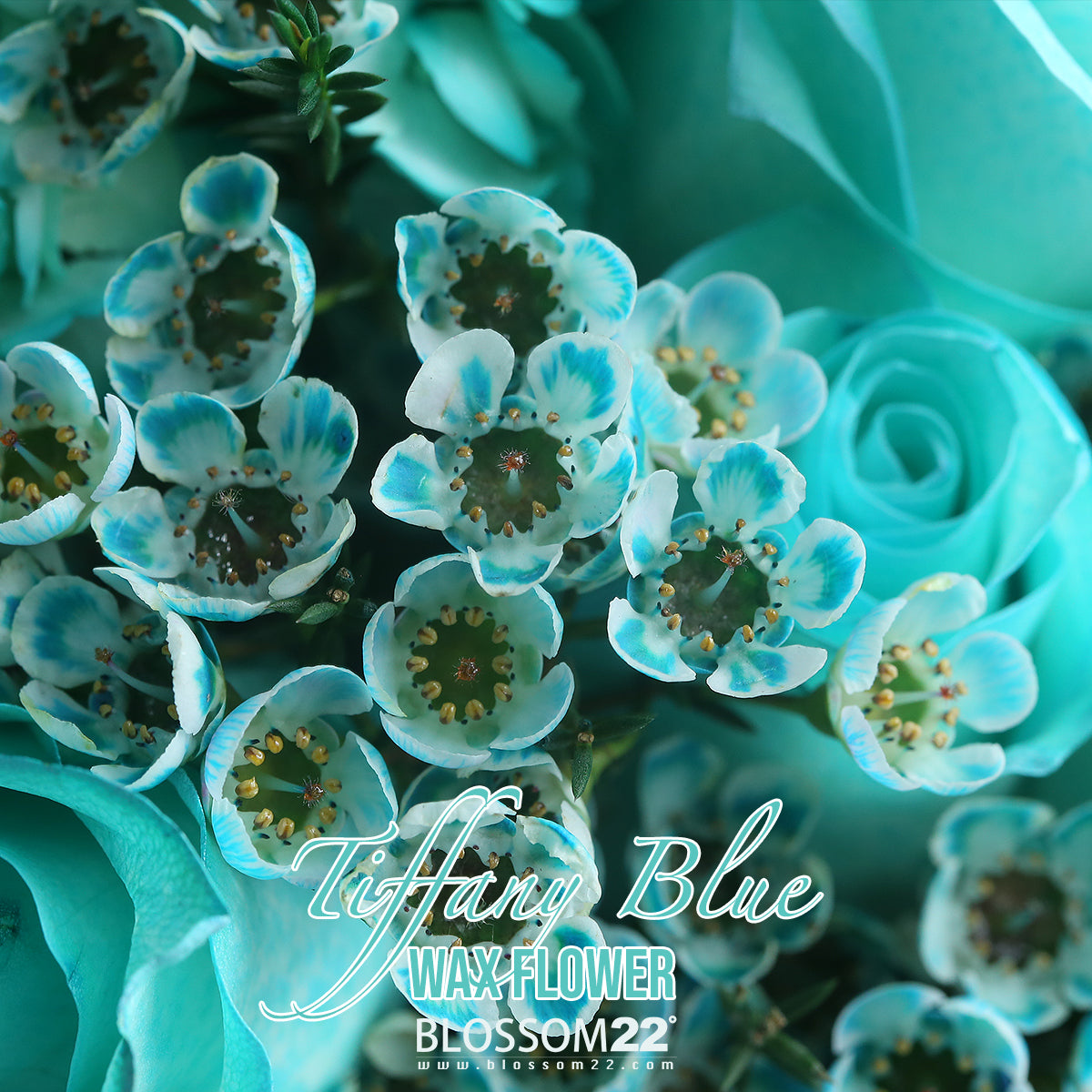 19枝 蒂芬妮玫瑰繡球蠟梅花束 ｜19 Tiffany Blue Rose Hydrangea Wax Flower bouquet (Tiffany Blue Combo)