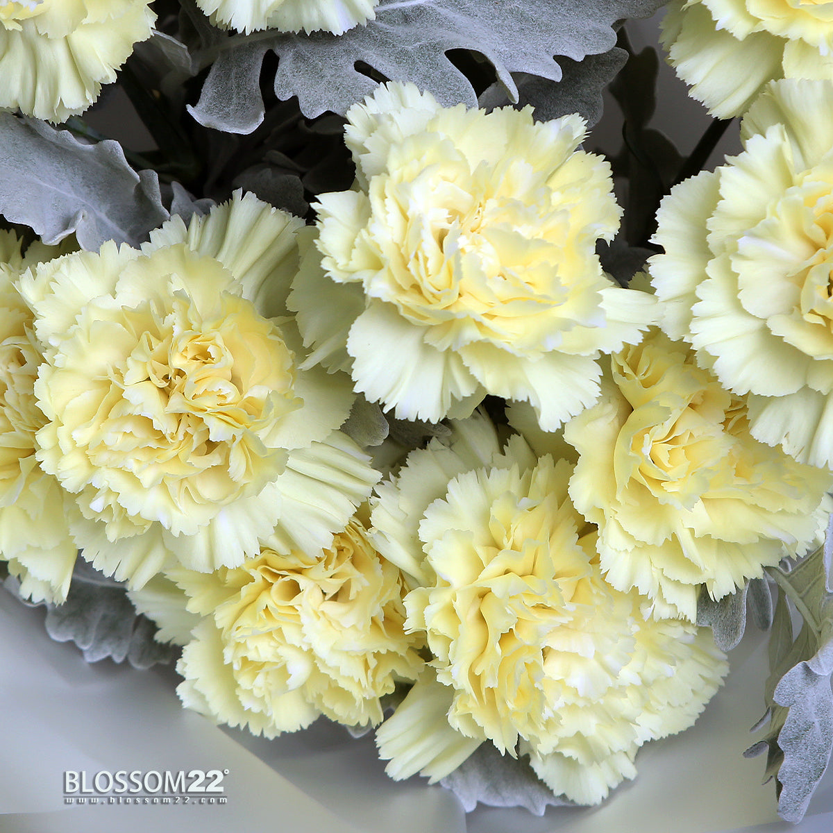 12枝 黃色康乃馨鮮花束｜12 Yellow Carnation Bouquet (母親節花束)