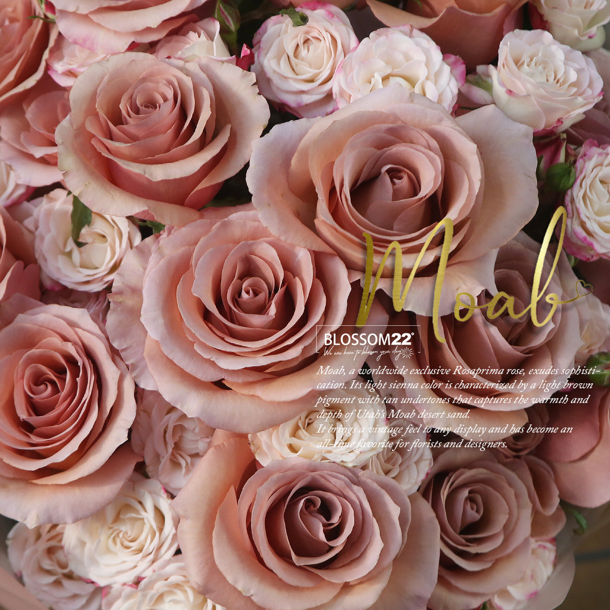 19 豆沙玫瑰混合花束｜19 Moab Rose Mini Rose Bouquet (Moab)