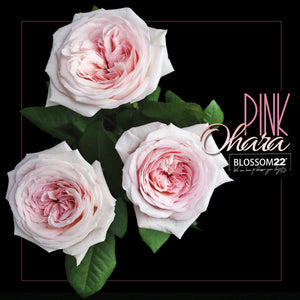 19枝 肯亞粉荔枝香水庭園玫瑰求婚花束｜19 Kenya Pink O'Hara Garden Rose (Pink O'Hara)