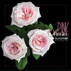 99枝 肯亞荔枝香水庭園玫瑰求婚花束｜99 Kenya Pink O'Hara Garden Rose  (情人節花束）