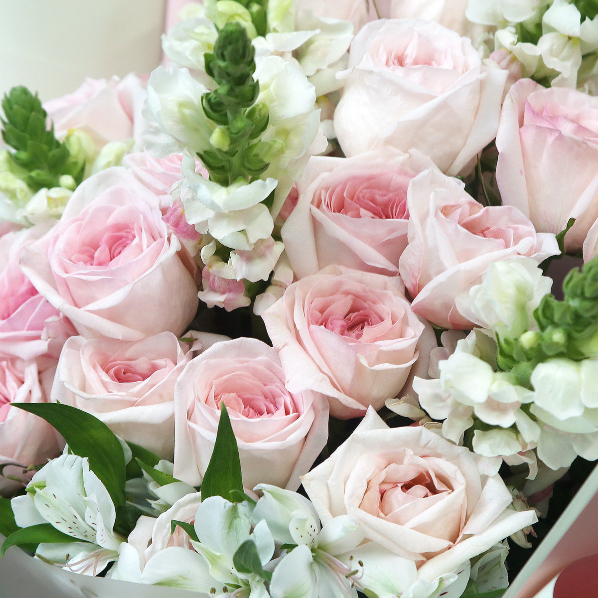 19枝 淺粉庭園玫瑰金魚草花束｜19 Pink O'Hara Snapdragons bouquet