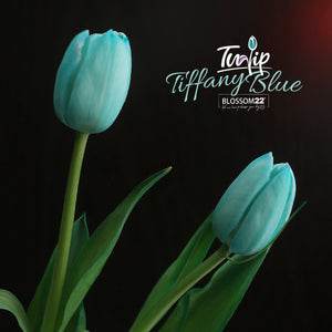 19枝 蒂芬妮鬱金香花束 ｜19Tiffany Blue dyed Tulips Bouquet（情人節花束)