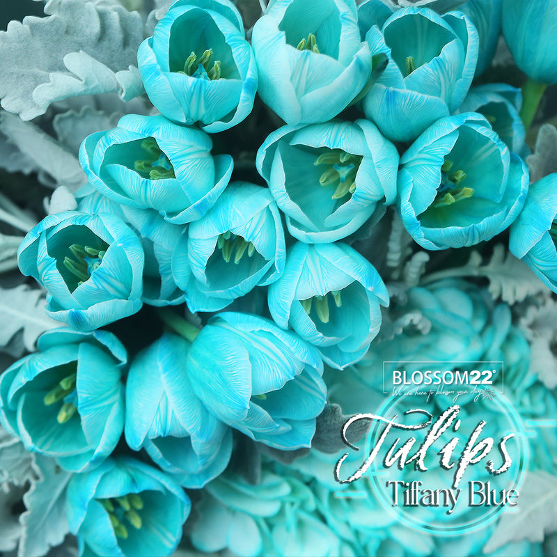 19枝 蒂芬妮鬱金香繡球花束 ｜19 Tiffany Blue Tulips Hydrangea Bouquet