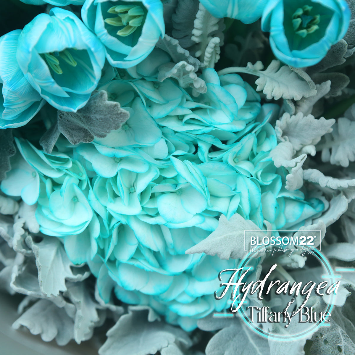 19枝 蒂芬妮鬱金香繡球花束 ｜19 Tiffany Blue Tulips Hydrangea Bouquet