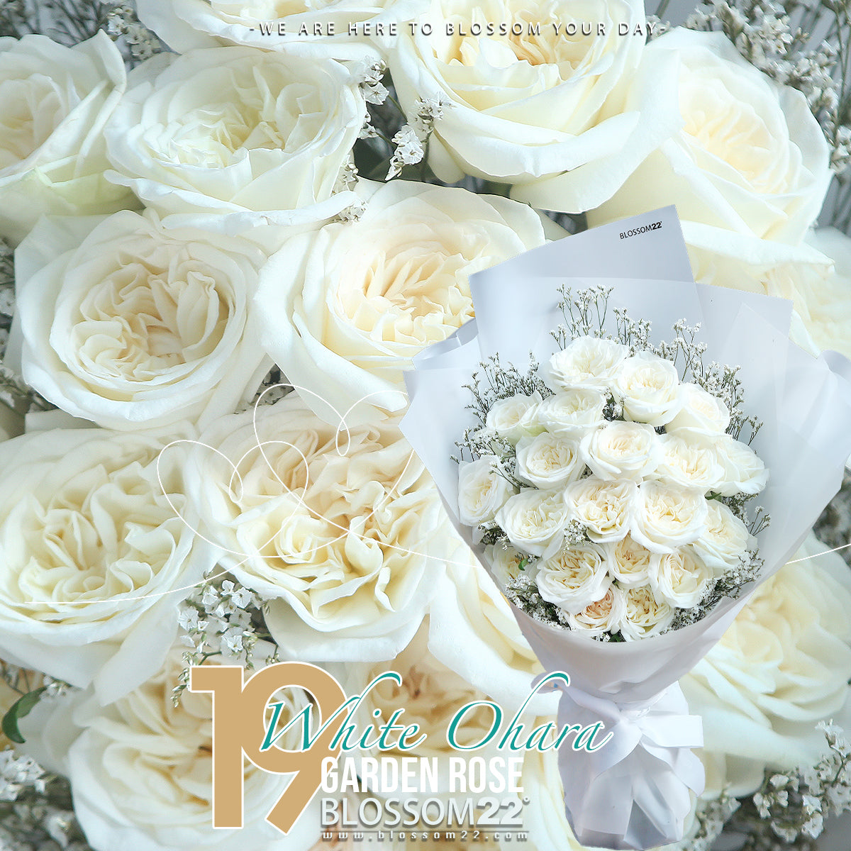 19枝 粉白庭園大頭玫瑰花束｜19 White O'Hara  bouquet