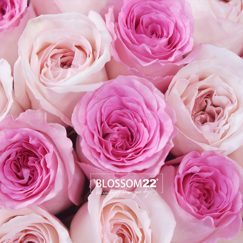 33枝 雙色粉玫瑰花束｜33 Two Tone Pink Roses Bouquet