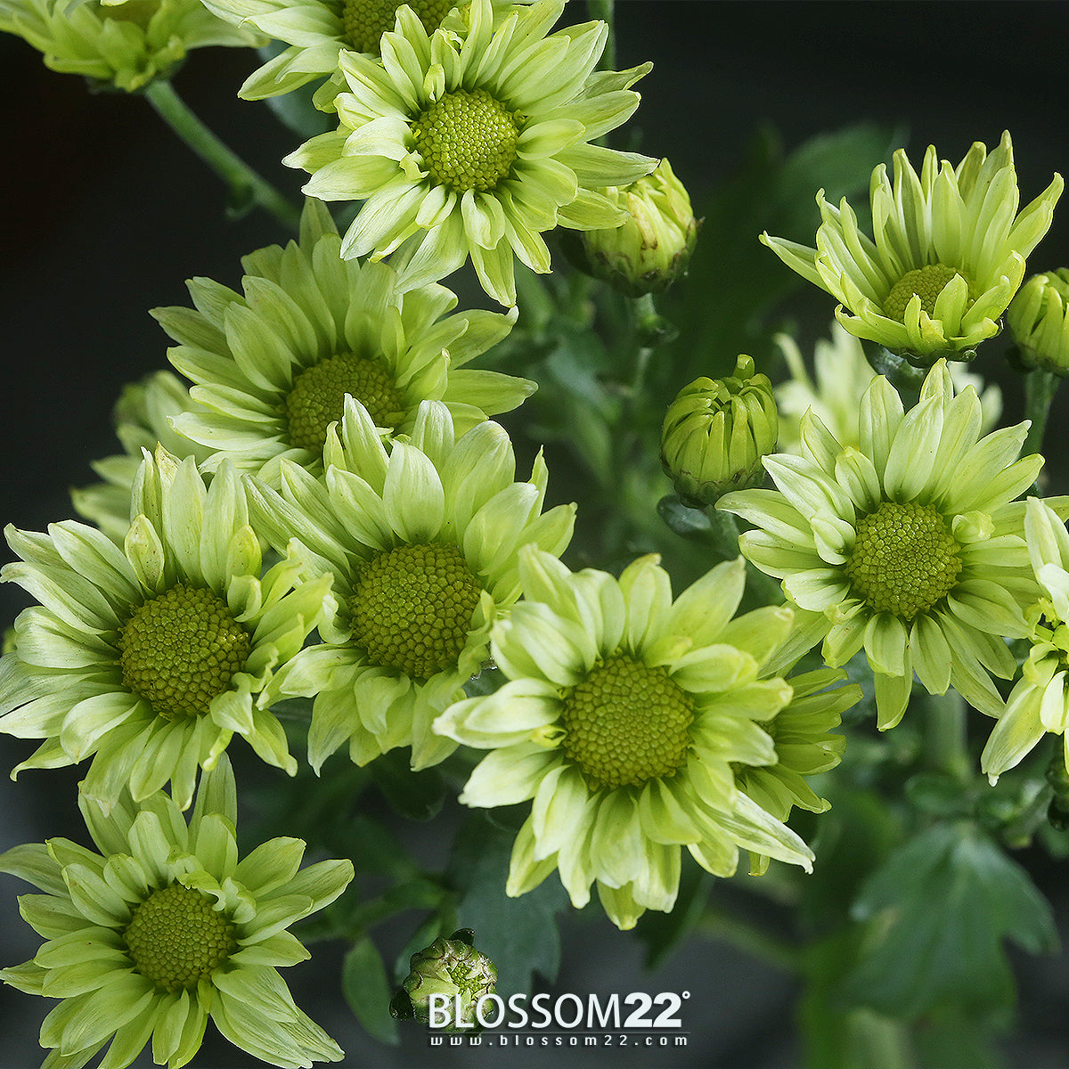 香檳玫瑰綠雛菊小百合花束｜Champagne Green Spary Chrysanthemum with Lily Bouquet