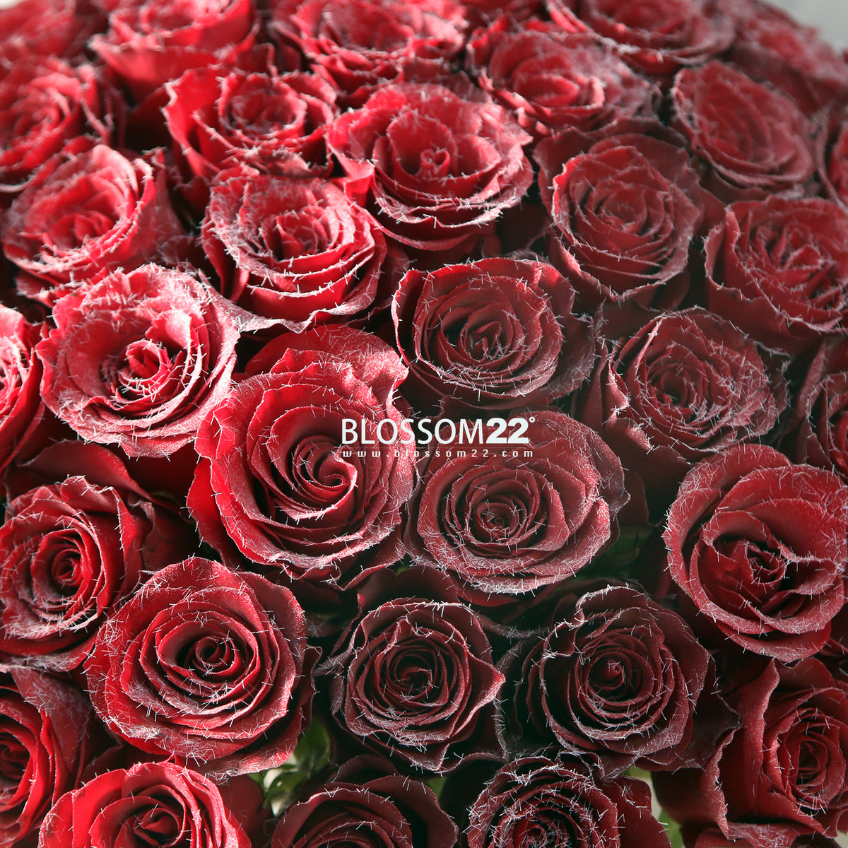 52枝 冰絨紅玫瑰求婚花束｜52 Frozen Red Roses Bouquet