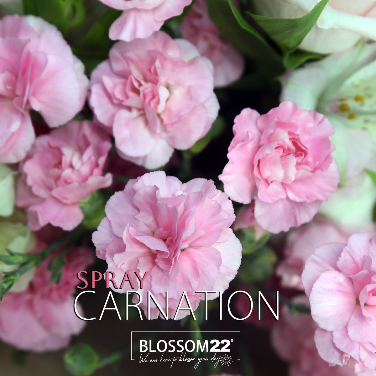 淺粉庭園玫瑰多丁金魚草花束｜Pink O'Hara Spray Carnation Snapdragons bouquet