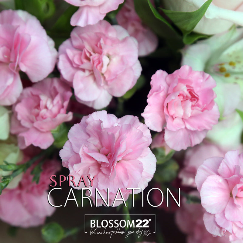 淺粉庭園玫瑰多丁金魚草花束｜Pink O'Hara Spray Carnation Snapdragons bouquet