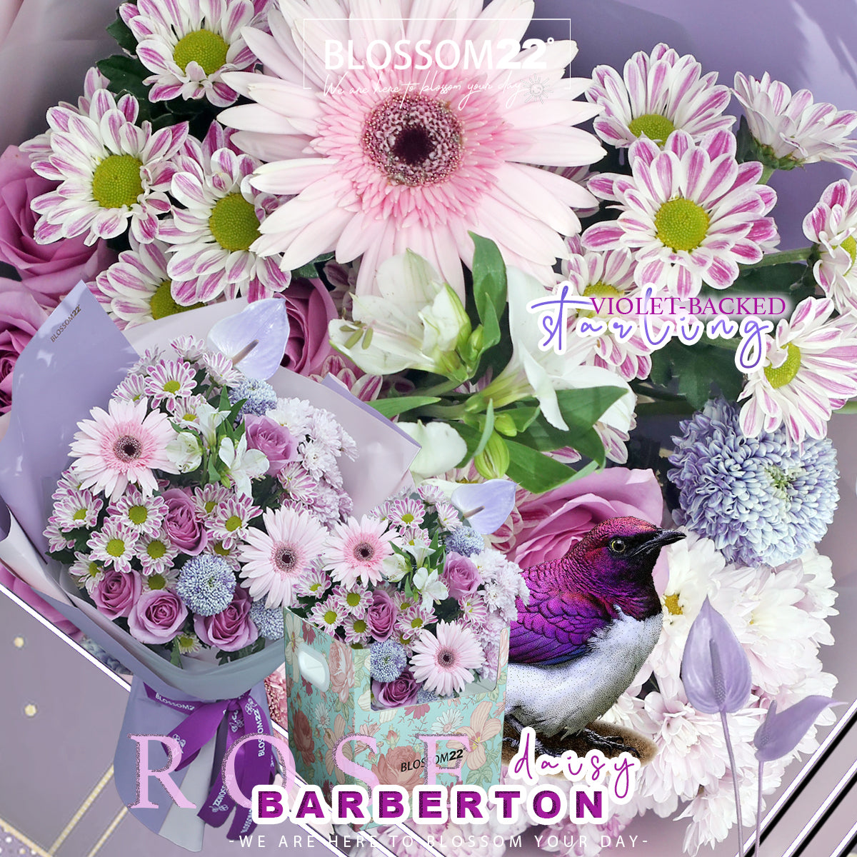 紫玫瑰非洲菊掌花束｜Purple Rose Barberton Daisy & Peace Lily Bouquet