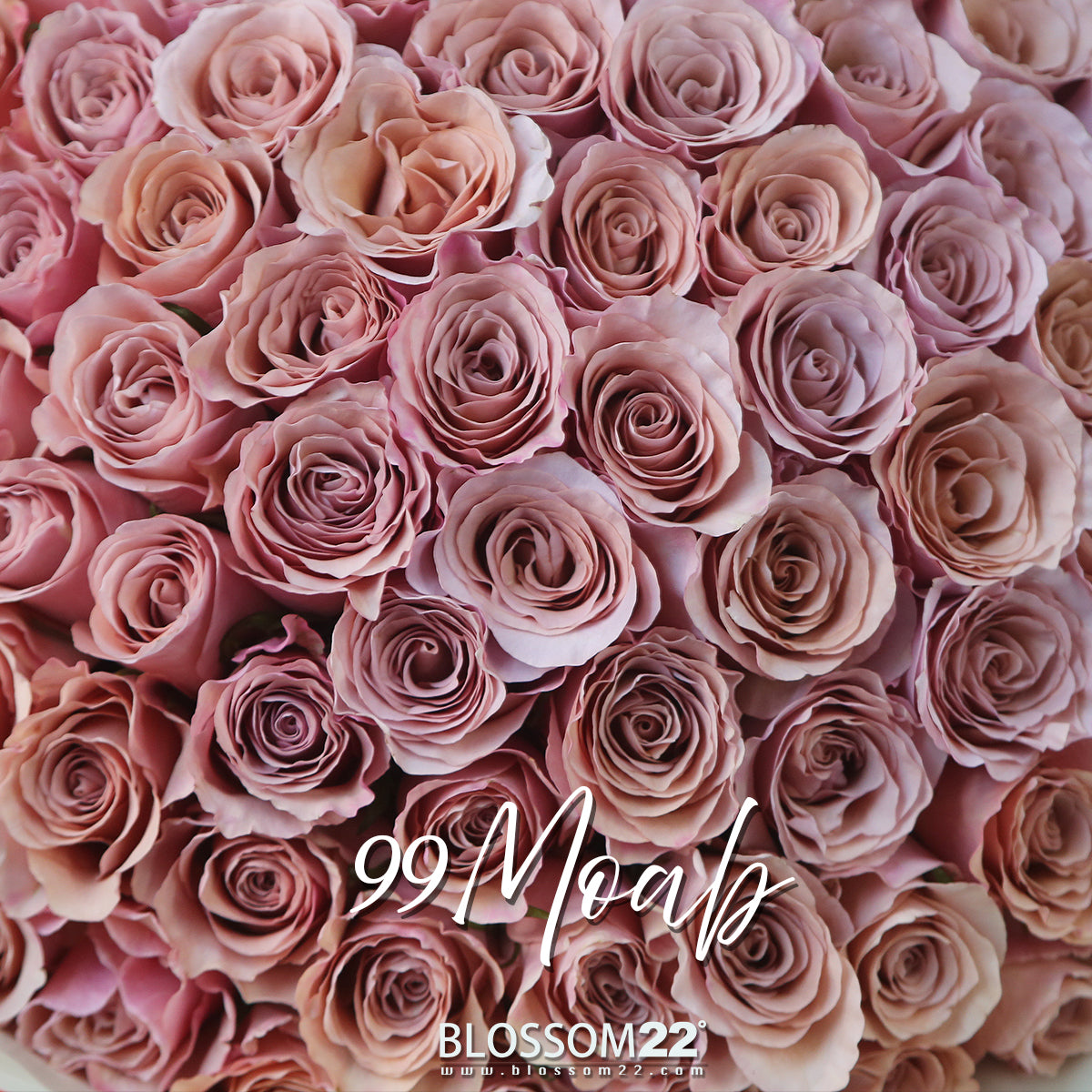 99枝 豆沙玫瑰花束｜99 Moab Rose Bouquet（99 Moab)