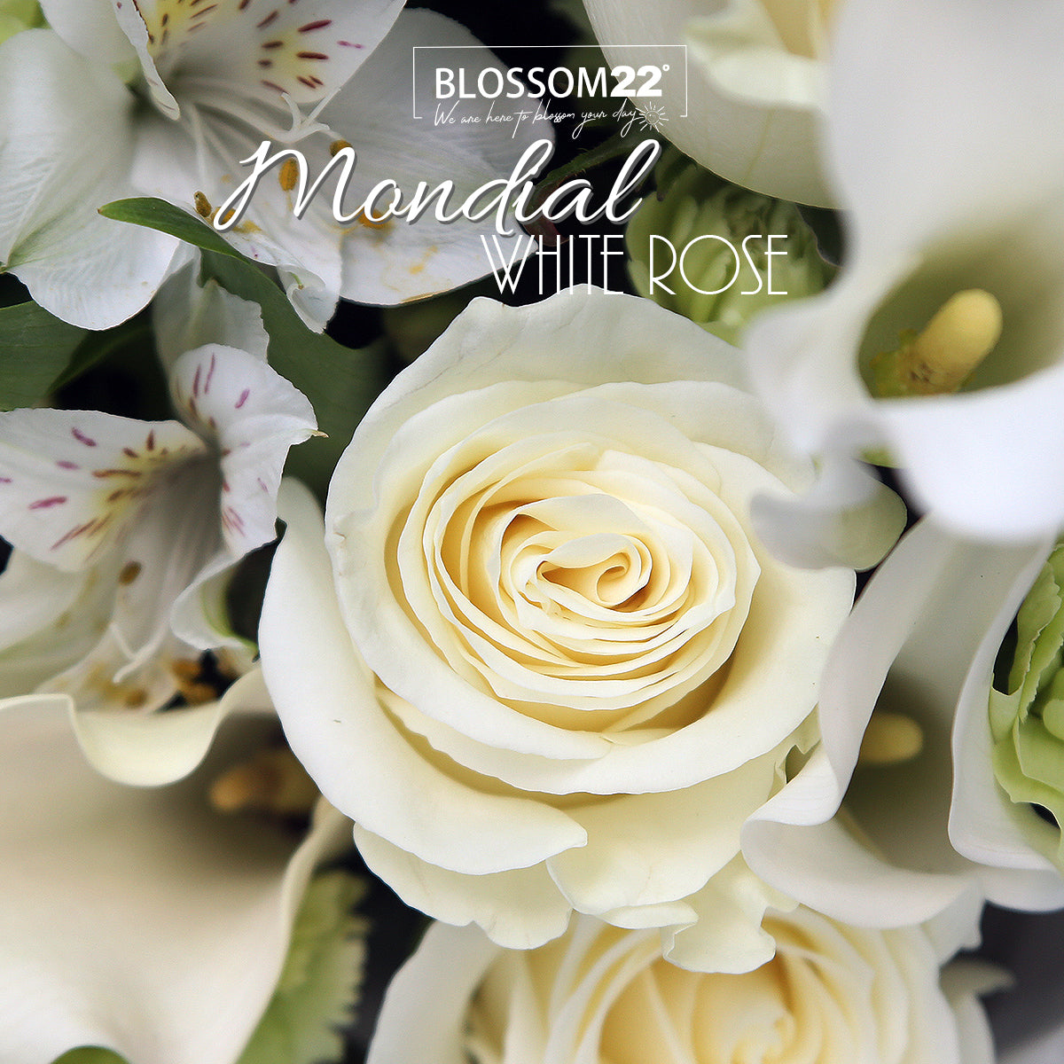 Mondial白玫瑰馬蹄蘭丁花秘魯百合花束｜ Mondial White Rose, Carnation,Peruvian & Calla Lily  Bouquet