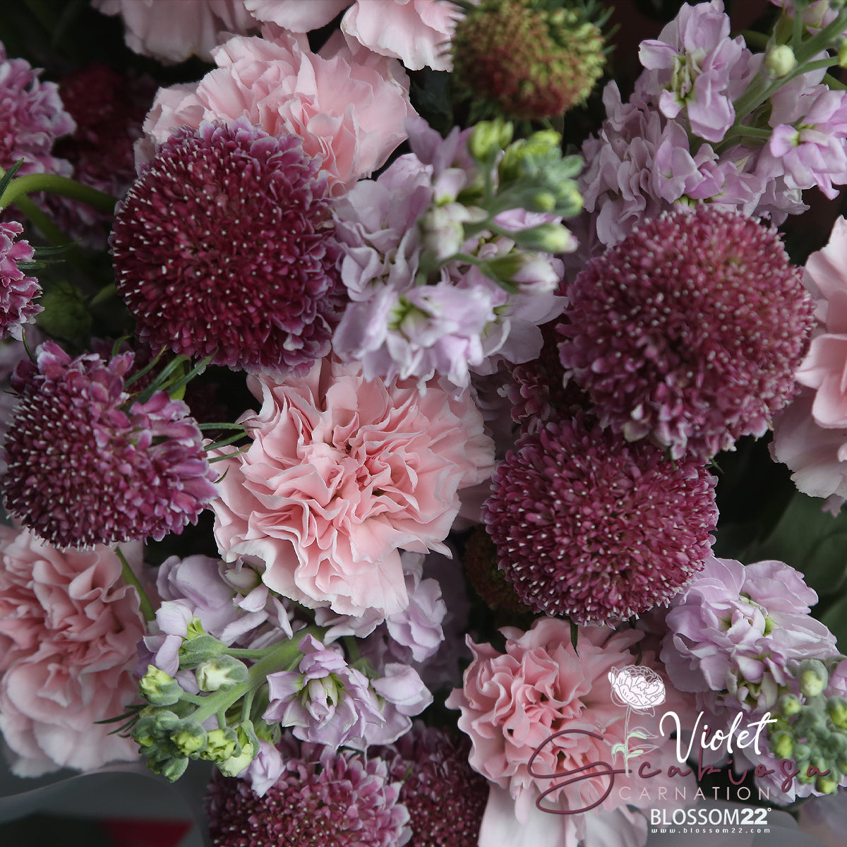 粉康乃馨紫羅蘭松蟲草花束｜Pink Carnation Hoary Stock  Scabiosa Bouquet