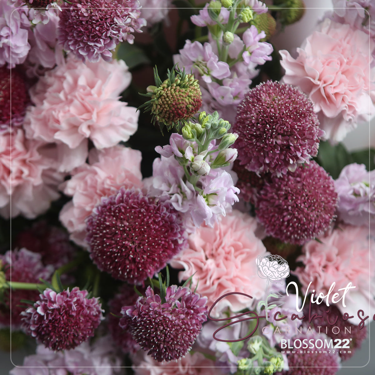 粉康乃馨紫羅蘭松蟲草花束｜Pink Carnation Hoary Stock  Scabiosa Bouquet