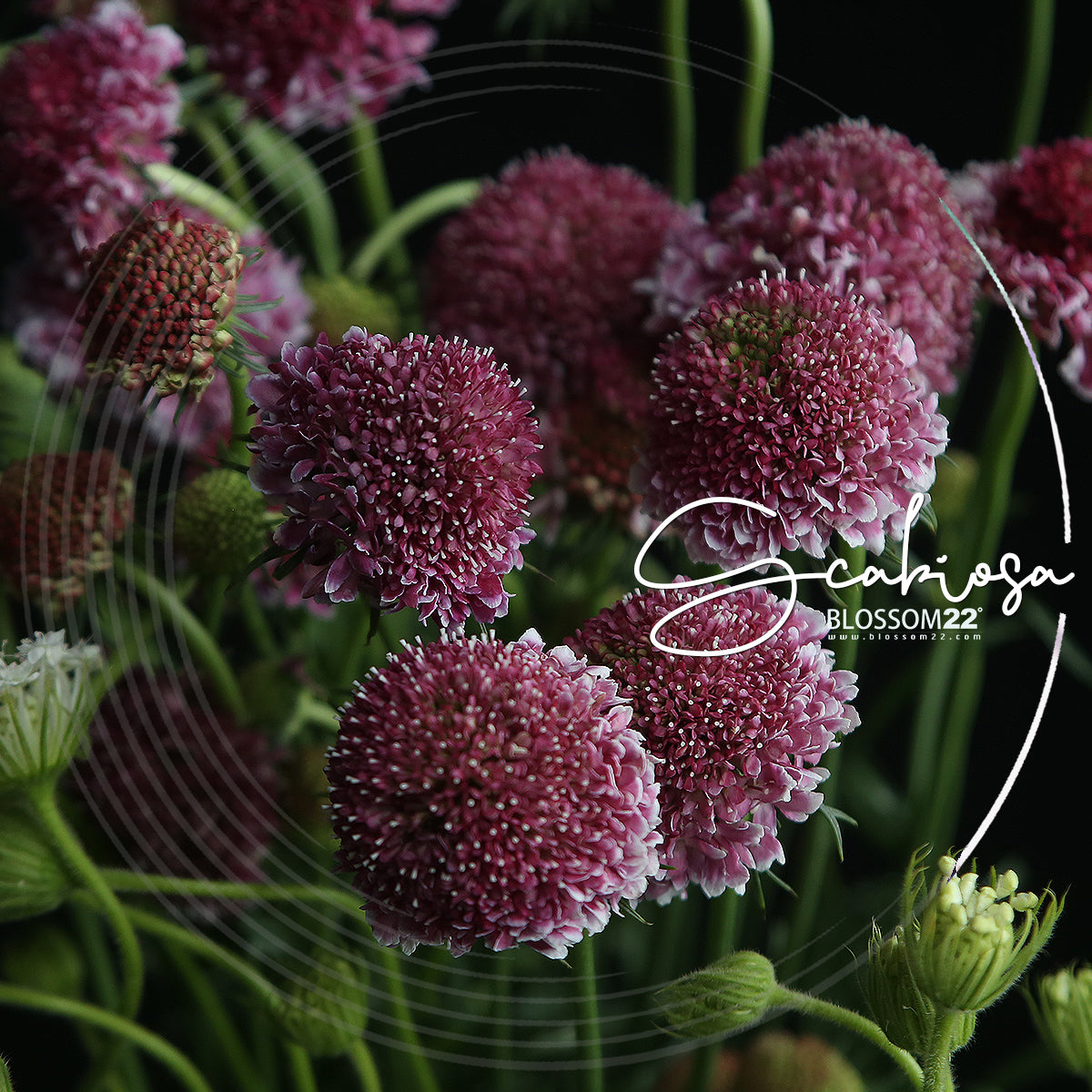 粉康乃馨紫羅蘭松蟲草花束｜Pink Carnation Hoary Stock  Scabiosa Bouquet