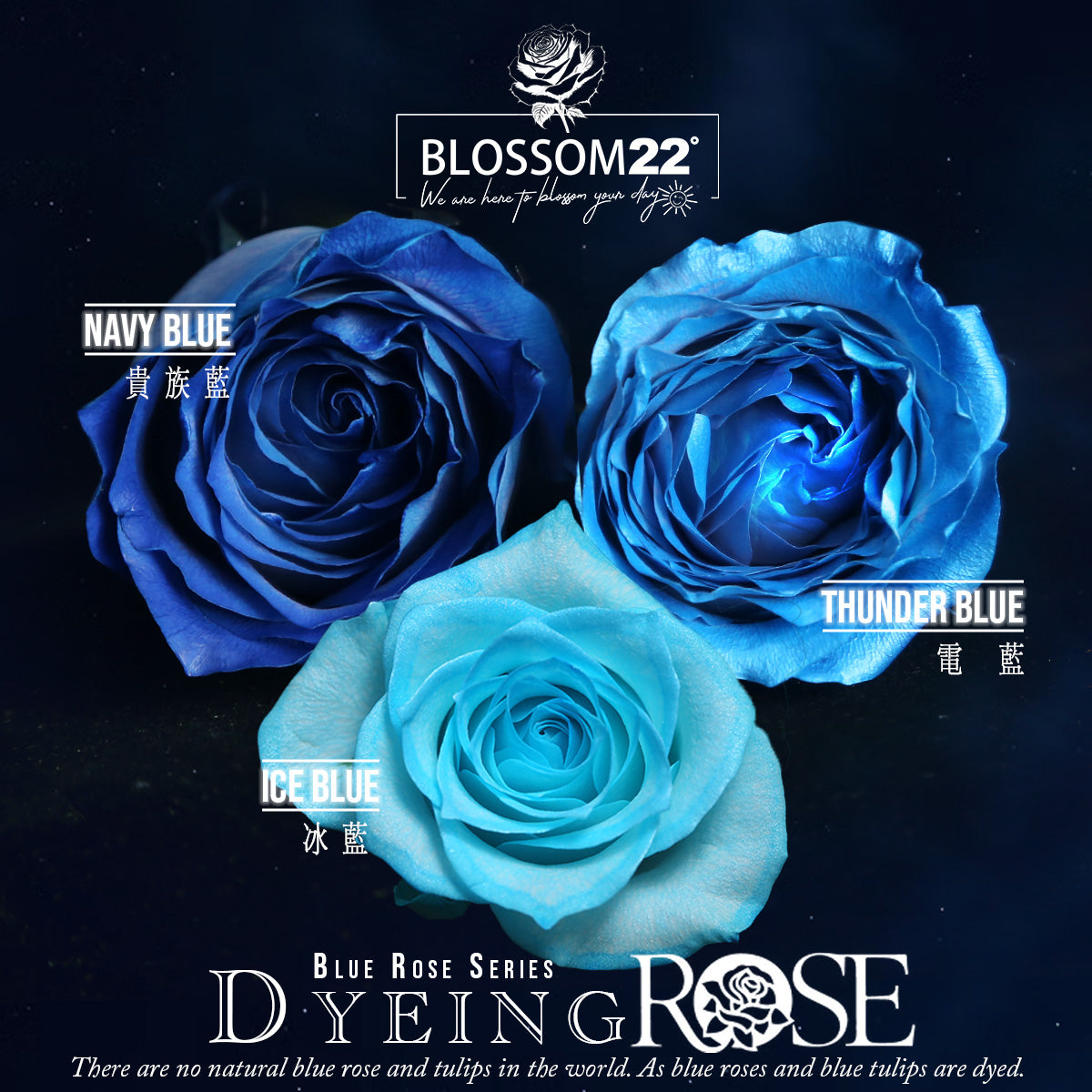 19枝 冰閃藍玫瑰花束｜19 Ice Blue Dyeing Rose bouquet （情人節花束）