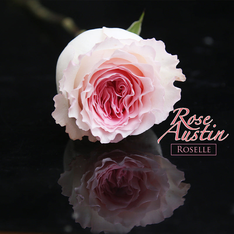 99枝 粉芯奧斯汀玫瑰花束｜99 Pink Austin Rose Bouquet｜情人節花 fresh bouquet 鮮花束 Blossom22°