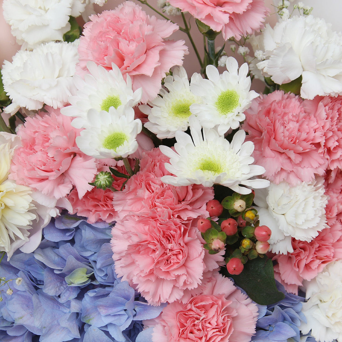 19枝 粉白康乃韾繡球花束｜19 Pink & White Carnation with Hydrangea(Motherly Love)母親節花 fresh bouquet 鮮花束 BLOSSOM22